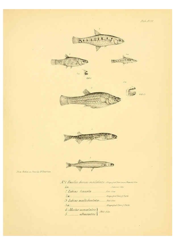 Reproducción/Reproduction 5984928975: The zoology of the voyage of H.M.S. Beagle, pt.4 London,Smith, Elder & Co.,1838- 