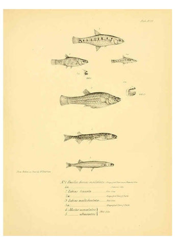 Reproducción/Reproduction 5984928975: The zoology of the voyage of H.M.S. Beagle, pt.4 London,Smith, Elder & Co.,1838- 