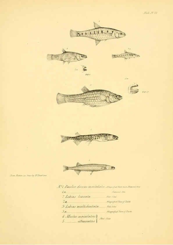 Reproducción/Reproduction 5984928975: The zoology of the voyage of H.M.S. Beagle, pt.4 London,Smith, Elder & Co.,1838- 