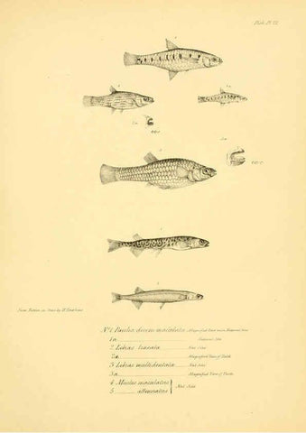 Reproducción/Reproduction 5984928975: The zoology of the voyage of H.M.S. Beagle, pt.4 London,Smith, Elder & Co.,1838- 