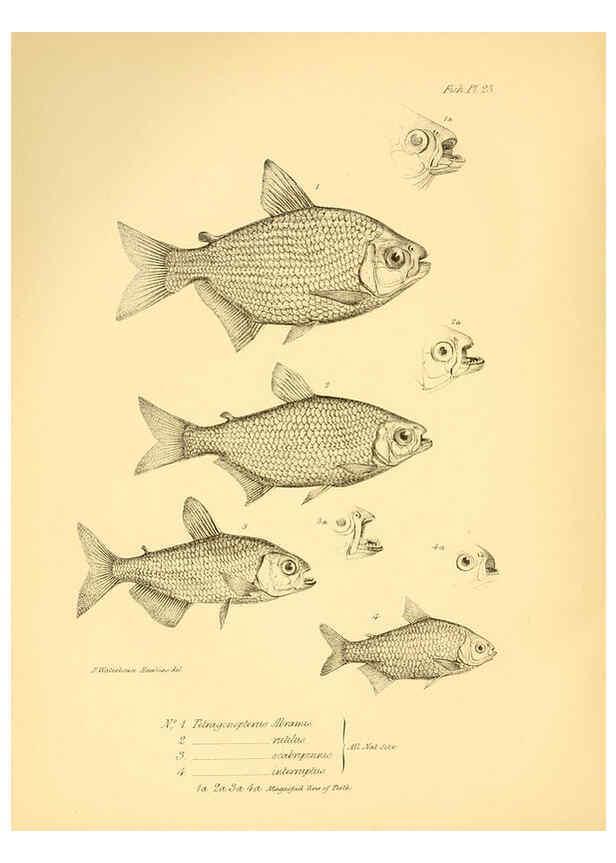 Reproducción/Reproduction 5984929223: The zoology of the voyage of H.M.S. Beagle, pt.4 London,Smith, Elder & Co.,1838- 