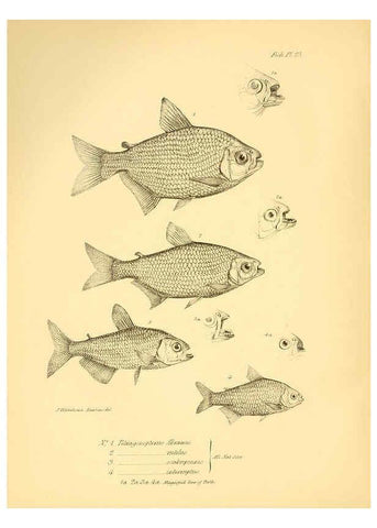 Reproducción/Reproduction 5984929223: The zoology of the voyage of H.M.S. Beagle, pt.4 London,Smith, Elder & Co.,1838- 