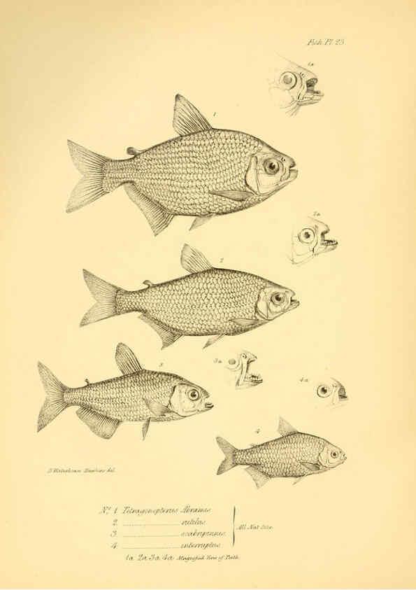 Reproducción/Reproduction 5984929223: The zoology of the voyage of H.M.S. Beagle, pt.4 London,Smith, Elder & Co.,1838- 