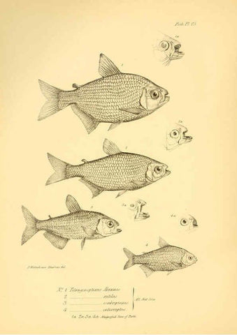Reproducción/Reproduction 5984929223: The zoology of the voyage of H.M.S. Beagle, pt.4 London,Smith, Elder & Co.,1838- 