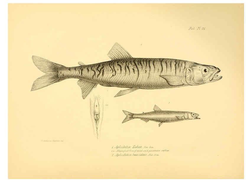 Reproducción/Reproduction 5985491420: The zoology of the voyage of H.M.S. Beagle, pt.4 London,Smith, Elder & Co.,1838- 