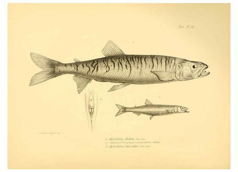 Reproducción/Reproduction 5985491420: The zoology of the voyage of H.M.S. Beagle, pt.4 London,Smith, Elder & Co.,1838- 