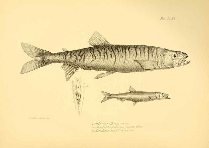 Reproducción/Reproduction 5985491420: The zoology of the voyage of H.M.S. Beagle, pt.4 London,Smith, Elder & Co.,1838- 