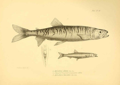 Reproducción/Reproduction 5985491420: The zoology of the voyage of H.M.S. Beagle, pt.4 London,Smith, Elder & Co.,1838- 