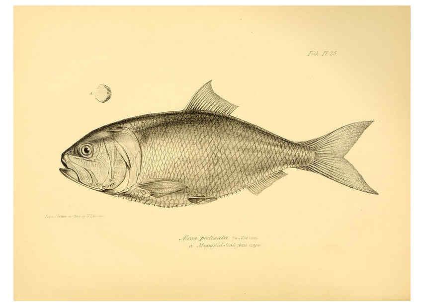 Reproducción/Reproduction 5985491730: The zoology of the voyage of H.M.S. Beagle, pt.4 London,Smith, Elder & Co.,1838- 