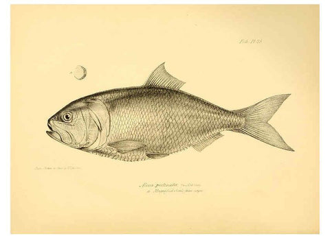 Reproducción/Reproduction 5985491730: The zoology of the voyage of H.M.S. Beagle, pt.4 London,Smith, Elder & Co.,1838- 