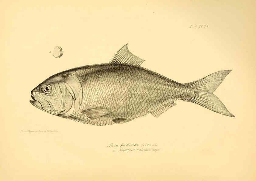 Reproducción/Reproduction 5985491730: The zoology of the voyage of H.M.S. Beagle, pt.4 London,Smith, Elder & Co.,1838- 