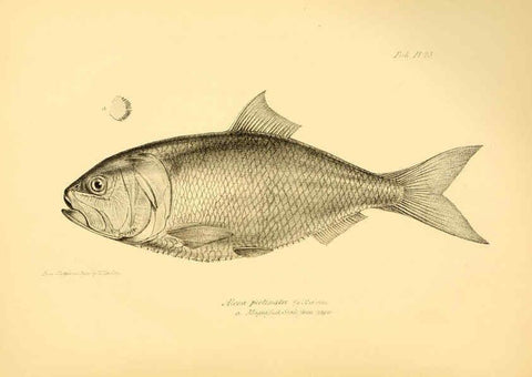Reproducción/Reproduction 5985491730: The zoology of the voyage of H.M.S. Beagle, pt.4 London,Smith, Elder & Co.,1838- 