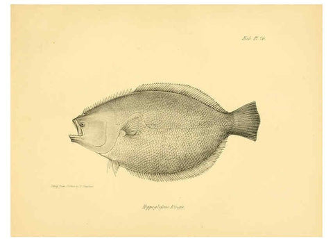 Reproducción/Reproduction 5985491936: The zoology of the voyage of H.M.S. Beagle, pt.4 London,Smith, Elder & Co.,1838- 