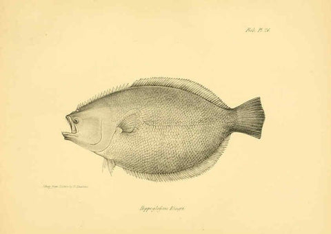 Reproducción/Reproduction 5985491936: The zoology of the voyage of H.M.S. Beagle, pt.4 London,Smith, Elder & Co.,1838- 
