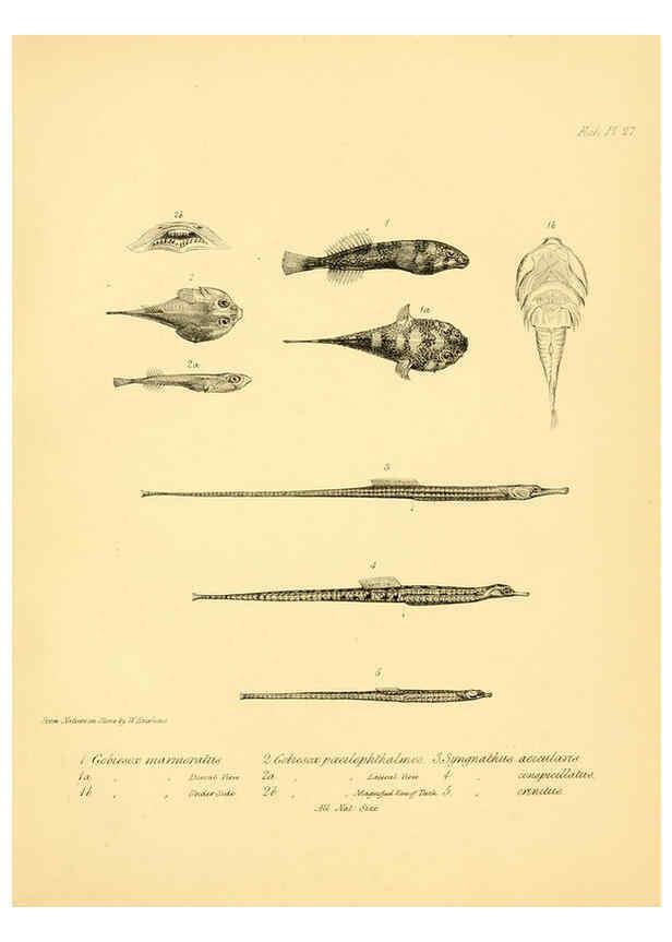 Reproducción/Reproduction 5985492234: The zoology of the voyage of H.M.S. Beagle, pt.4 London,Smith, Elder & Co.,1838- 