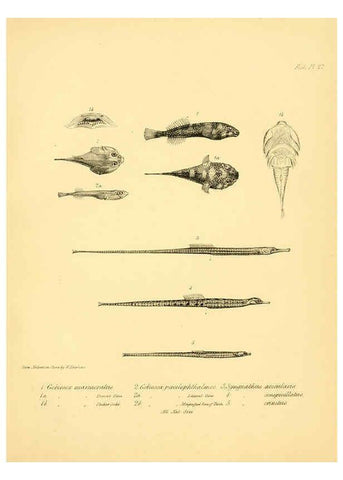 Reproducción/Reproduction 5985492234: The zoology of the voyage of H.M.S. Beagle, pt.4 London,Smith, Elder & Co.,1838- 