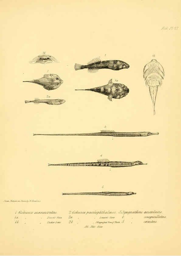 Reproducción/Reproduction 5985492234: The zoology of the voyage of H.M.S. Beagle, pt.4 London,Smith, Elder & Co.,1838- 