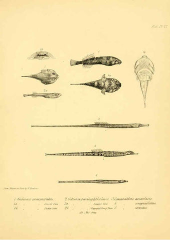 Reproducción/Reproduction 5985492234: The zoology of the voyage of H.M.S. Beagle, pt.4 London,Smith, Elder & Co.,1838- 