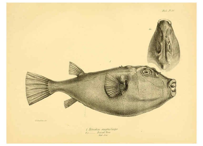 Reproducción/Reproduction 5984930509: The zoology of the voyage of H.M.S. Beagle, pt.4 London,Smith, Elder & Co.,1838- 