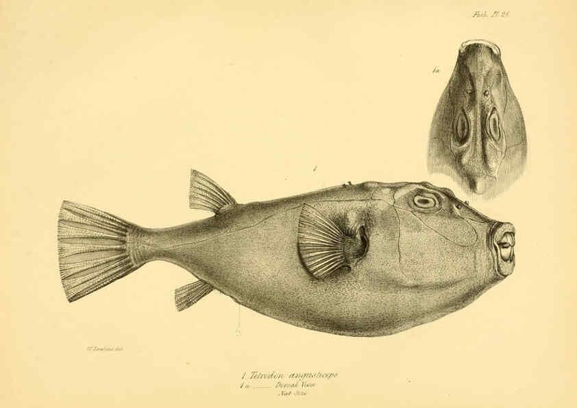 Reproducción/Reproduction 5984930509: The zoology of the voyage of H.M.S. Beagle, pt.4 London,Smith, Elder & Co.,1838- 