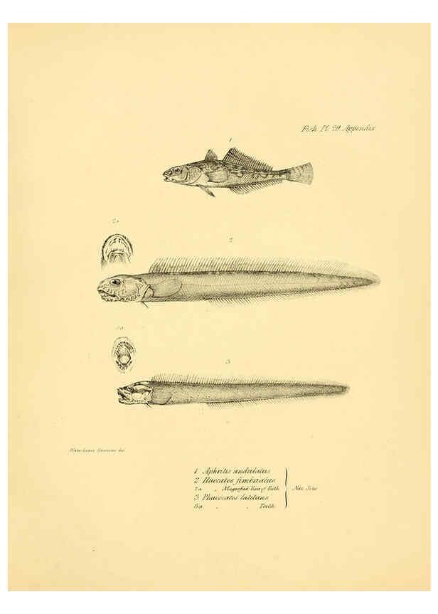 Reproducción/Reproduction 5985492820: The zoology of the voyage of H.M.S. Beagle, pt.4 London,Smith, Elder & Co.,1838- 