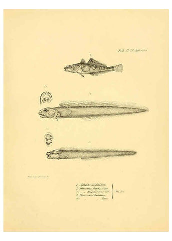 Reproducción/Reproduction 5985492820: The zoology of the voyage of H.M.S. Beagle, pt.4 London,Smith, Elder & Co.,1838- 