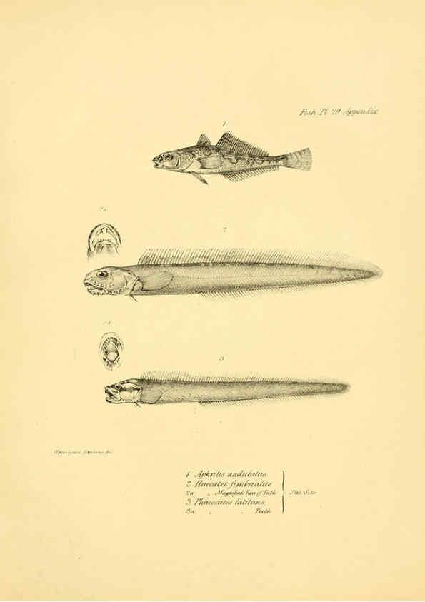 Reproducción/Reproduction 5985492820: The zoology of the voyage of H.M.S. Beagle, pt.4 London,Smith, Elder & Co.,1838- 