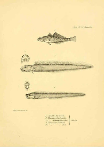 Reproducción/Reproduction 5985492820: The zoology of the voyage of H.M.S. Beagle, pt.4 London,Smith, Elder & Co.,1838- 