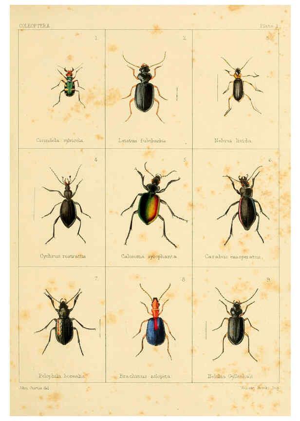 Reproducción/Reproduction 5987271987: British beetles London,Bell and Daldy,1863