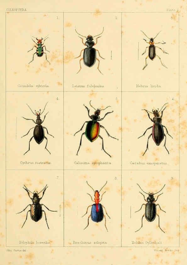 Reproducción/Reproduction 5987271987: British beetles London,Bell and Daldy,1863