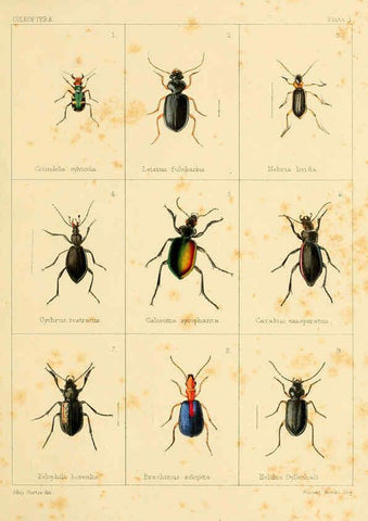 Reproducción/Reproduction 5987271987: British beetles London,Bell and Daldy,1863