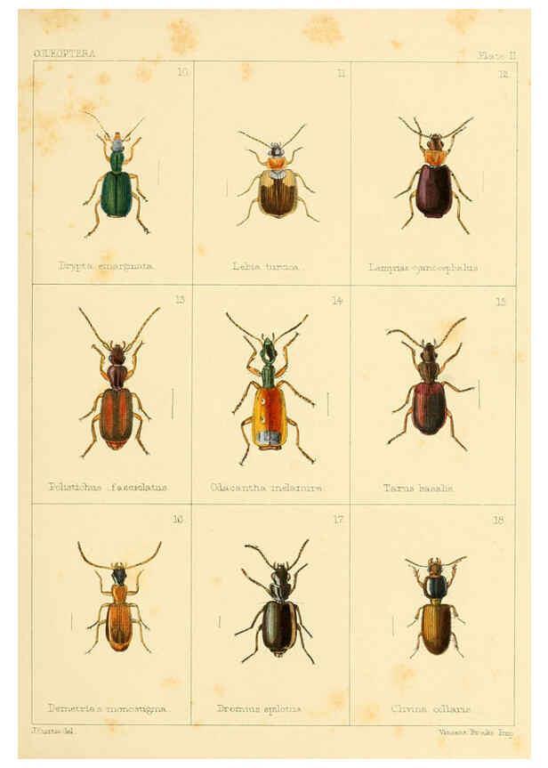 Reproducción/Reproduction 5987272161: British beetles London,Bell and Daldy,1863