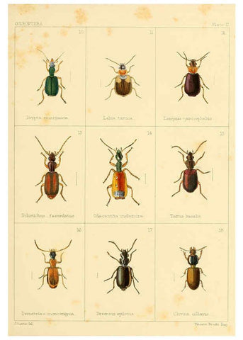 Reproducción/Reproduction 5987272161: British beetles London,Bell and Daldy,1863