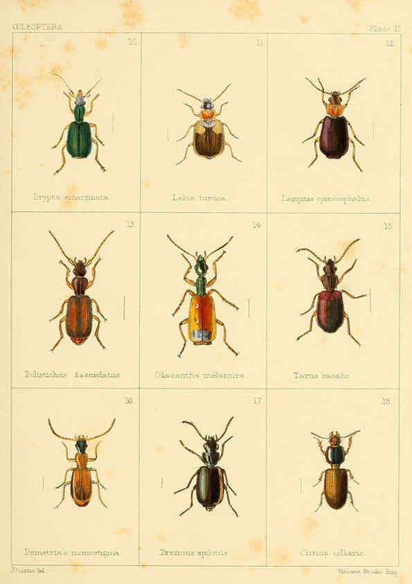 Reproducción/Reproduction 5987272161: British beetles London,Bell and Daldy,1863