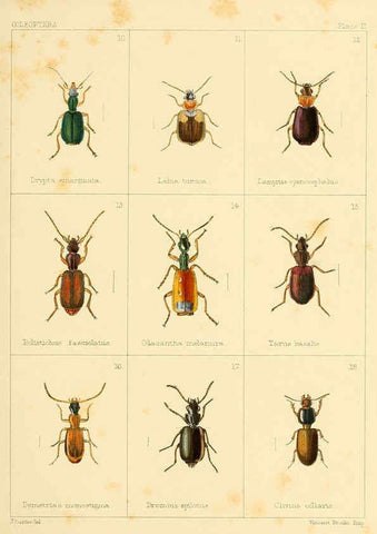 Reproducción/Reproduction 5987272161: British beetles London,Bell and Daldy,1863