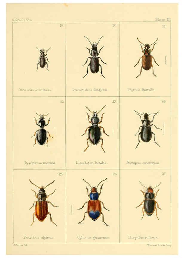 Reproducción/Reproduction 5987834382: British beetles London,Bell and Daldy,1863