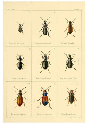 Reproducción/Reproduction 5987834382: British beetles London,Bell and Daldy,1863