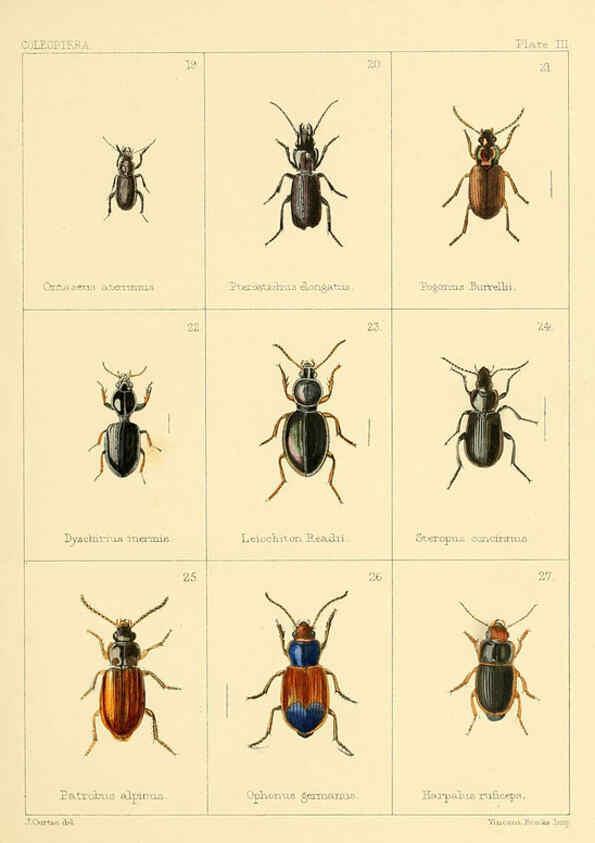 Reproducción/Reproduction 5987834382: British beetles London,Bell and Daldy,1863