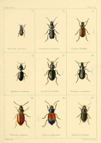 Reproducción/Reproduction 5987834382: British beetles London,Bell and Daldy,1863