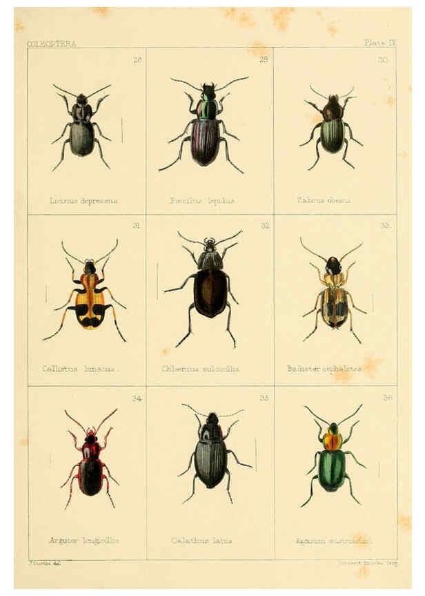 Reproducción/Reproduction 5987834550: British beetles London,Bell and Daldy,1863