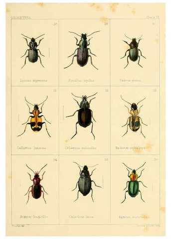 Reproducción/Reproduction 5987834550: British beetles London,Bell and Daldy,1863
