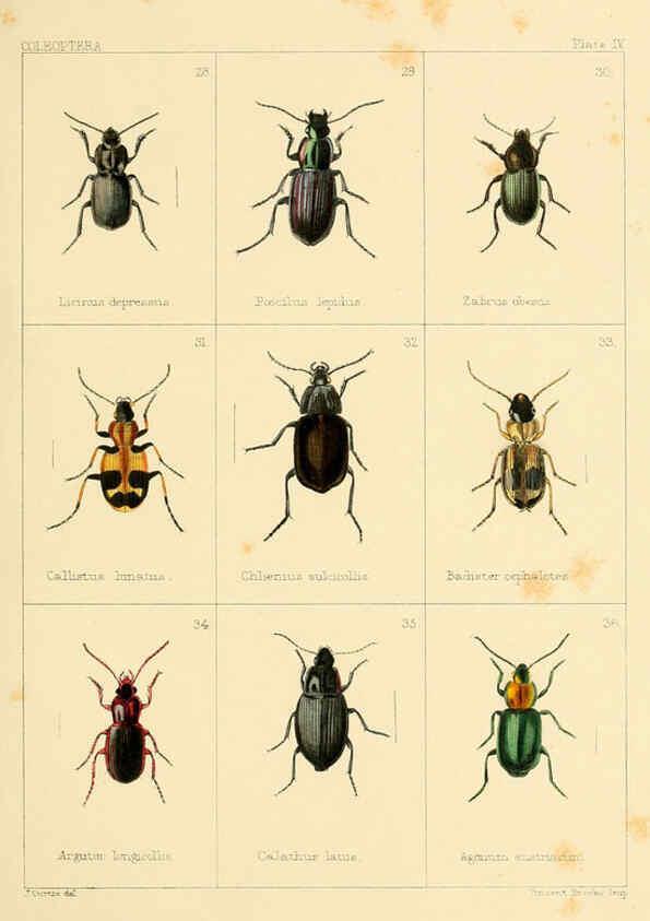 Reproducción/Reproduction 5987834550: British beetles London,Bell and Daldy,1863