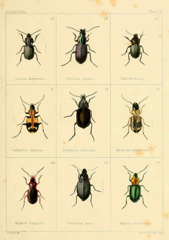 Reproducción/Reproduction 5987834550: British beetles London,Bell and Daldy,1863