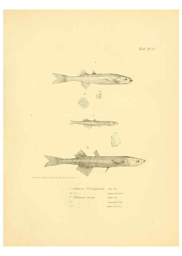 Reproducción/Reproduction 5985489614: The zoology of the voyage of H.M.S. Beagle, pt.4 London,Smith, Elder & Co.,1838- 