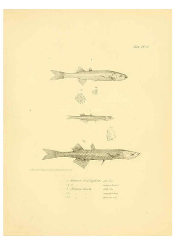 Reproducción/Reproduction 5985489614: The zoology of the voyage of H.M.S. Beagle, pt.4 London,Smith, Elder & Co.,1838- 