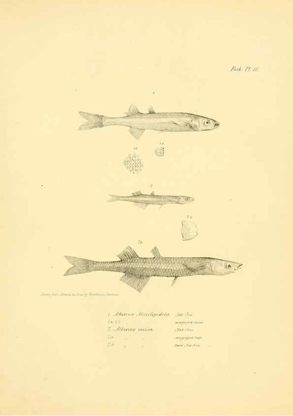 Reproducción/Reproduction 5985489614: The zoology of the voyage of H.M.S. Beagle, pt.4 London,Smith, Elder & Co.,1838- 