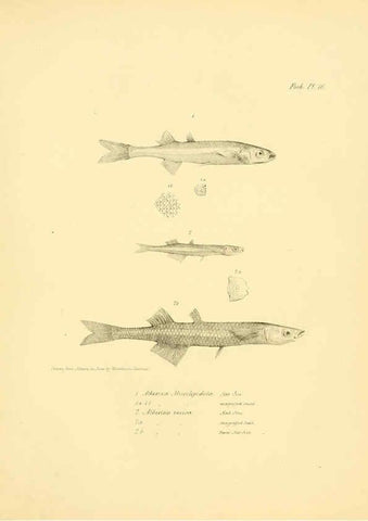 Reproducción/Reproduction 5985489614: The zoology of the voyage of H.M.S. Beagle, pt.4 London,Smith, Elder & Co.,1838- 