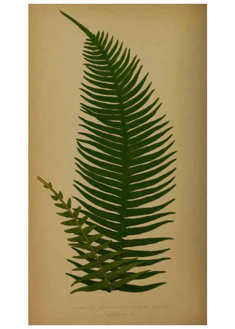 Reproducción/Reproduction 5985438656: Ferns: British and exotic V.4 London,Groombridge and Sons,1856-60