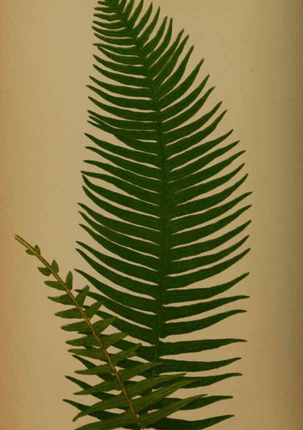 Reproducción/Reproduction 5985438656: Ferns: British and exotic V.4 London,Groombridge and Sons,1856-60
