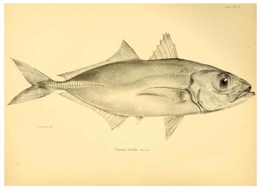 Reproducción/Reproduction 5984927385: The zoology of the voyage of H.M.S. Beagle, pt.4 London,Smith, Elder & Co.,1838- 